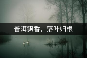 普洱飄香，落葉歸根