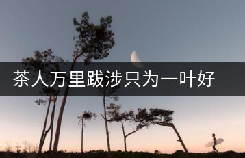 茶人萬里跋涉只為一葉好茶