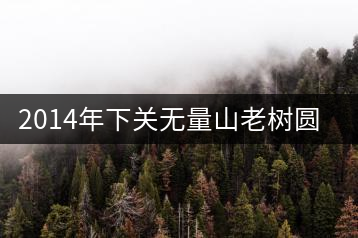 2014年下關(guān)無(wú)量山老樹圓茶開湯