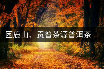 困鹿山、貢普茶源普洱茶羊城受熱捧