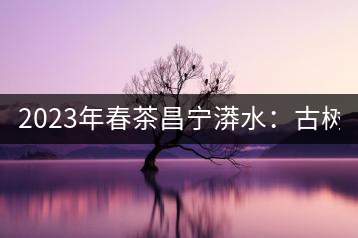 2023年春茶昌寧漭水：古樹混采純料480-600元／公斤，大樹360-420元／公斤，臺地260-300元／公斤，古樹單株均價880-1200元／公斤。