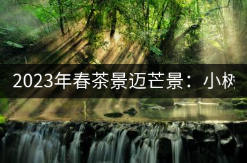 2023年春茶景邁芒景：小樹200元／公斤，古樹：600-800元／公斤