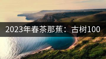 2023年春茶那蕉：古樹1000-1500元／公斤，中樹600-800元／公斤