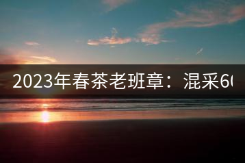 2023年春茶老班章：混采6000-8000元／公斤，挑采：12000元／公斤