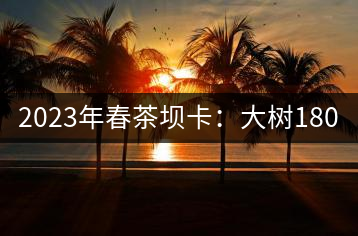 2023年春茶壩卡：大樹(shù)180-200元／公斤，古樹(shù)500-600元／公斤