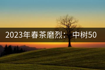 2023年春茶磨烈： 中樹(shù)500-600元／公斤，古樹(shù)混采：2200-2600元／公斤