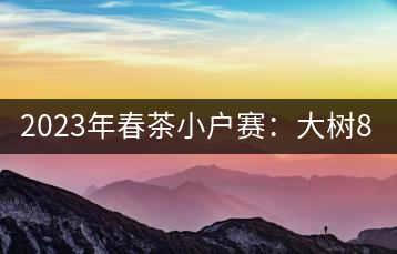 2023年春茶小戶賽：大樹800元／公斤，古樹1200-1300元／公斤