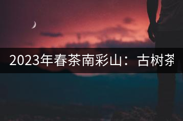 2023年春茶南彩山：古樹茶2000-2200元／公斤，大樹混采1200-1500元／公斤。