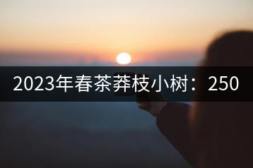 2023年春茶莽枝小樹：250元／公斤， 古樹：1000-1200元／公斤