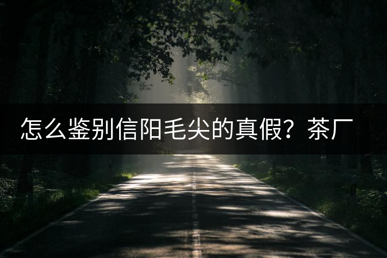 怎么鑒別信陽毛尖的真假？茶廠小姐姐親自告訴你茶葉的等級