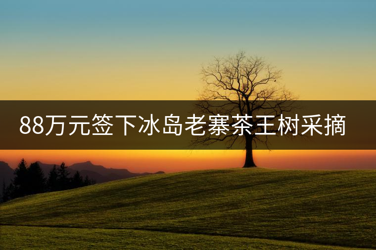 88萬(wàn)元簽下冰島老寨茶王樹(shù)采摘權(quán)，誰(shuí)說(shuō)這是“競(jìng)價(jià)交易”？