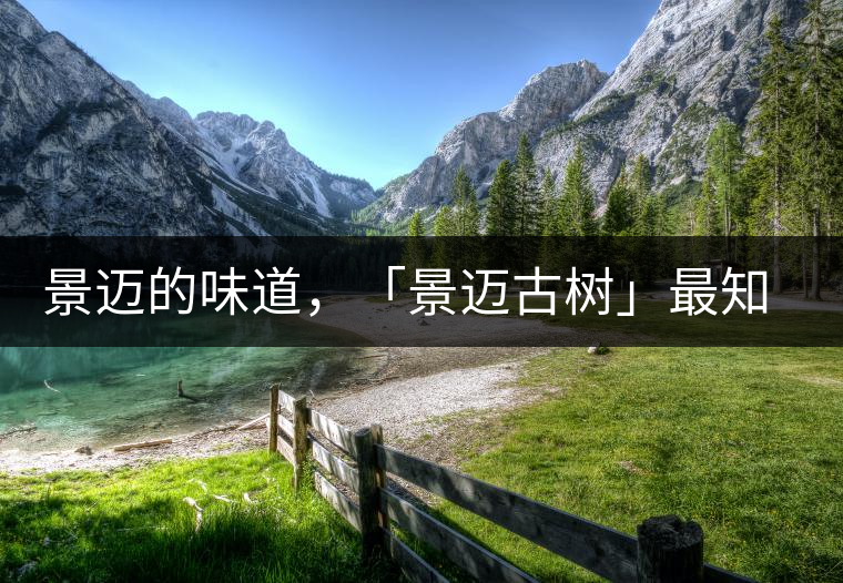 景邁的味道，「景邁古樹」最知道丨賞鑒