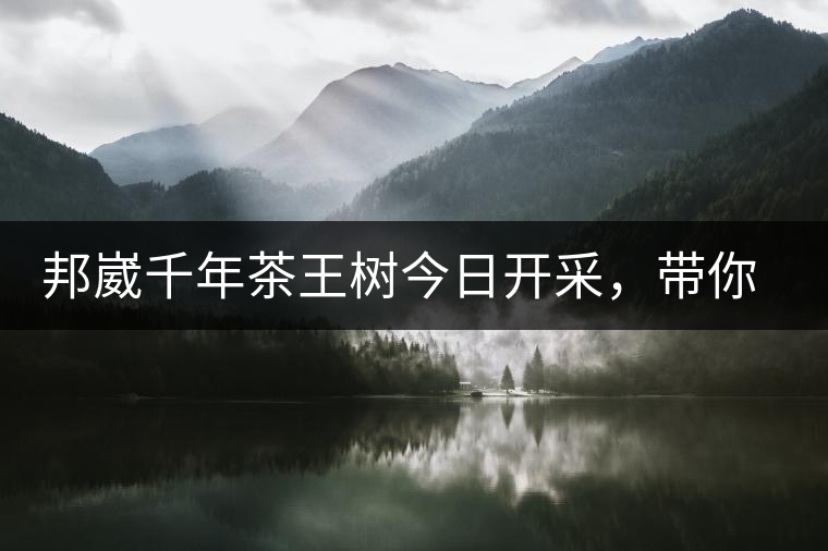 邦崴千年茶王樹今日開采，帶你了解被低估的邦崴古樹茶邦崴千年茶王樹今日開采，帶你了解被低估的邦崴古樹茶