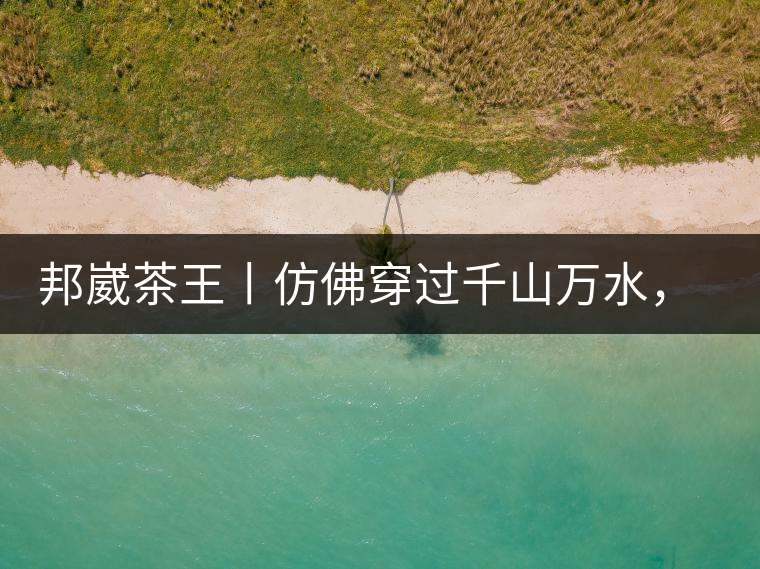 邦崴茶王丨仿佛穿過千山萬水，就是為了它而來邦崴茶王丨仿佛穿過千山萬水，就是為了它而來