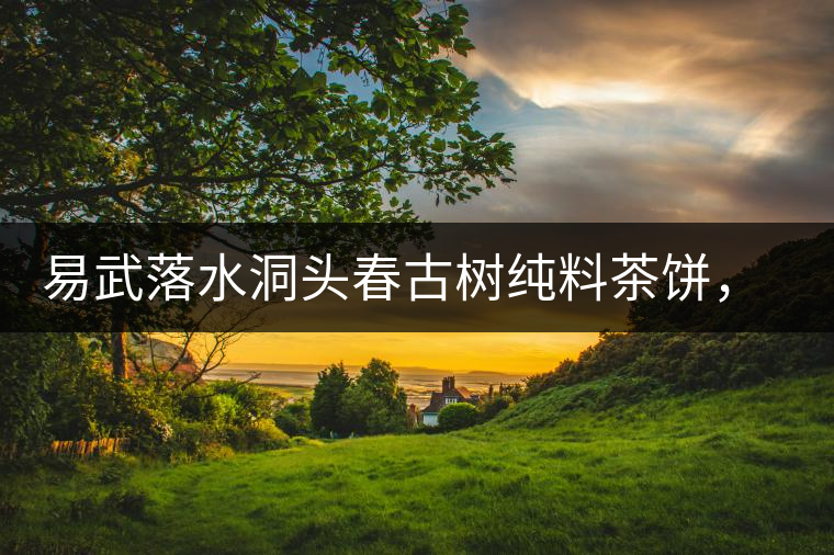 易武落水洞頭春古樹純料茶餅，實現(xiàn)原料和工藝的兩優(yōu)結(jié)合