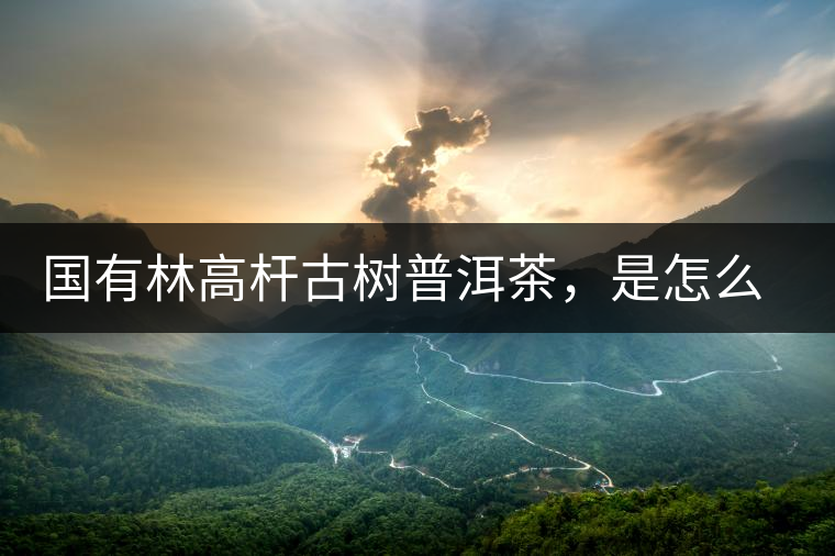 國有林高桿古樹普洱茶，是怎么回事?國有林高桿古樹普洱茶，是怎么回事？