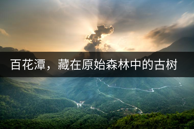 百花潭，藏在原始森林中的古樹仙境百花潭，藏在原始森林中的古樹仙境