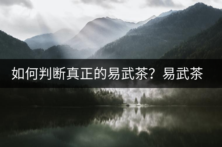 如何判斷真正的易武茶？易武茶有哪些特點？