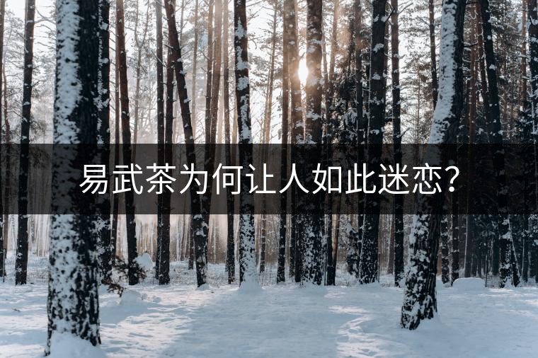 易武茶為何讓人如此迷戀？