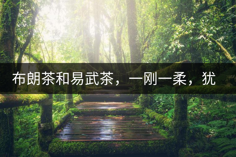 布朗茶和易武茶，一剛一柔，猶如洪拳與太極