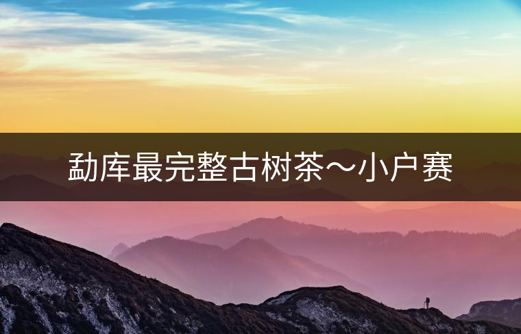 勐庫最完整古樹茶~小戶賽 勐庫最完整古樹茶~小戶賽