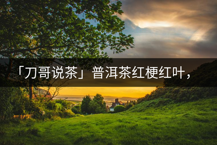 「刀哥說(shuō)茶」普洱茶紅梗紅葉，這鍋誰(shuí)來(lái)背？