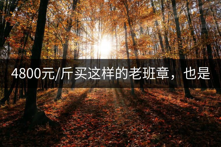 4800元/斤買這樣的老班章，也是醉了!4800元/斤買這樣的老班章，也是醉了！