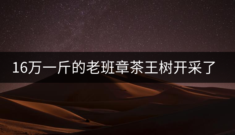 16萬一斤的老班章茶王樹開采了，茶友果斷拉了一車現(xiàn)金去...16萬一斤的老班章茶王樹開采了，茶友果斷拉了一車現(xiàn)金去！