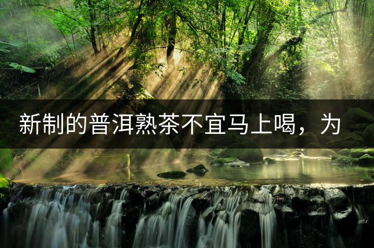 新制的普洱熟茶不宜馬上喝，為什么？