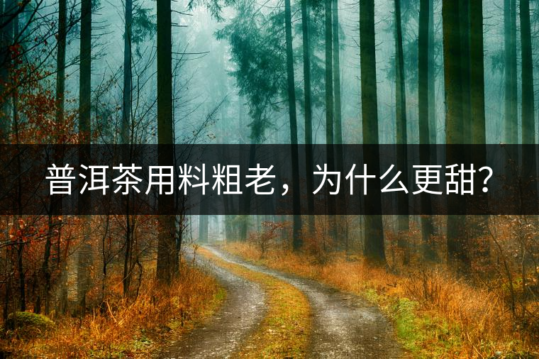 普洱茶用料粗老，為什么更甜？