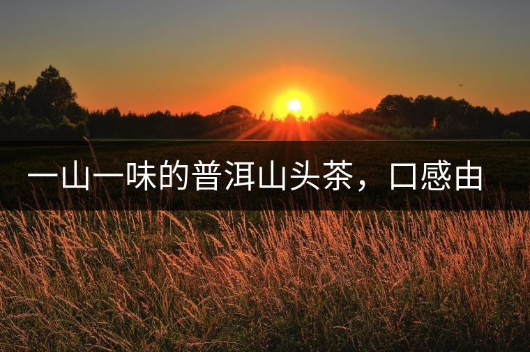 一山一味的普洱山頭茶，口感由這些因素決定