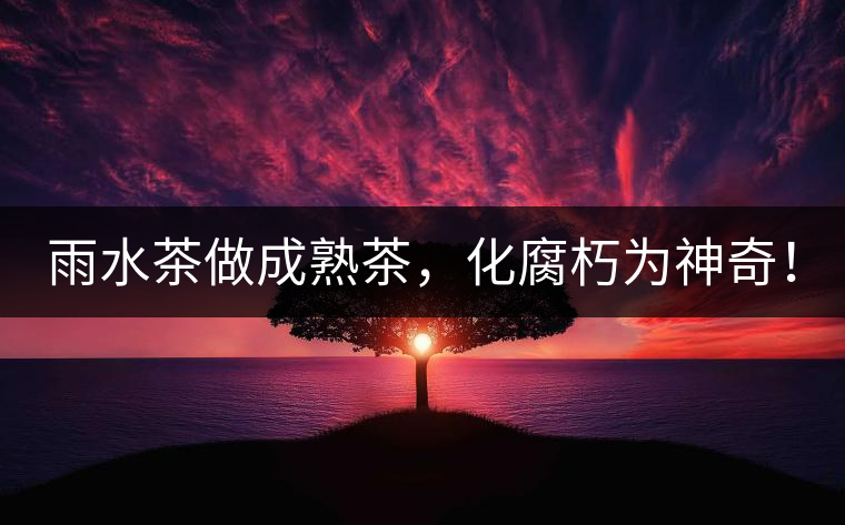 雨水茶做成熟茶，化腐朽為神奇！