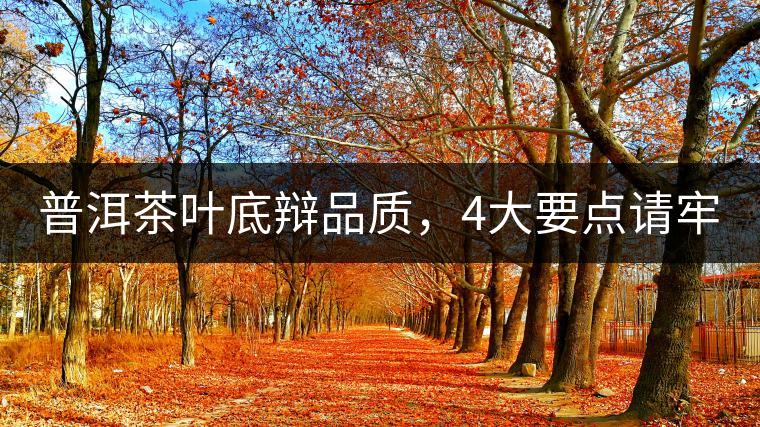普洱茶葉底辯品質(zhì)，4大要點(diǎn)請牢記！