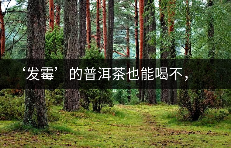 ‘發(fā)霉’的普洱茶也能喝不，看科學解釋