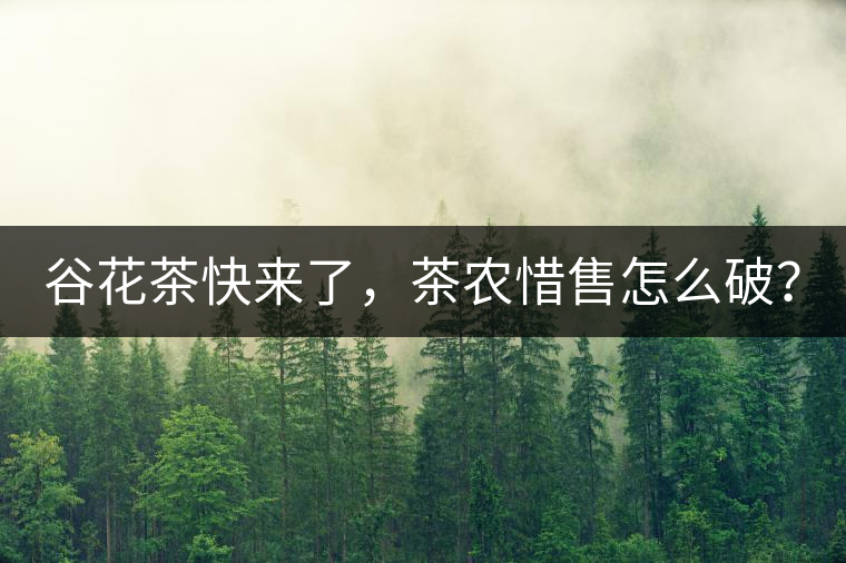 谷花茶快來了，茶農(nóng)惜售怎么破？