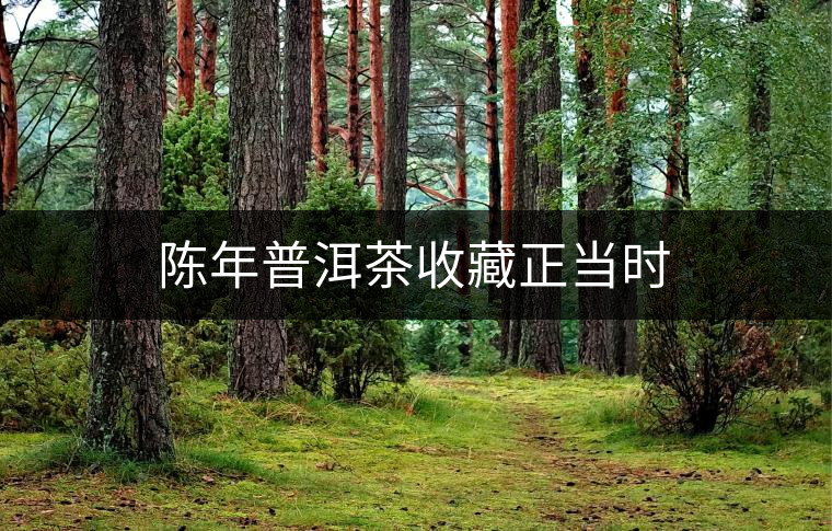 陳年普洱茶收藏正當(dāng)時 陳年普洱茶收藏正當(dāng)時