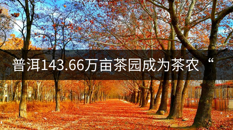 普洱143.66萬(wàn)畝茶園成為茶農(nóng)“綠色銀行”