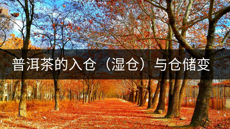 普洱茶的入倉（濕倉）與倉儲變化