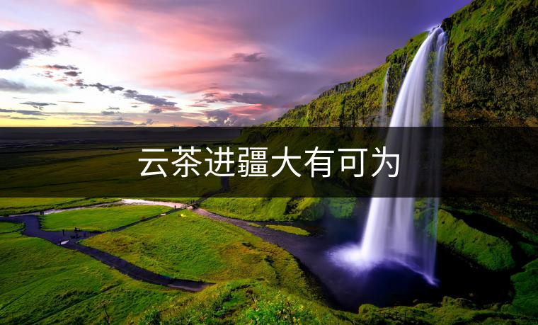 云茶進疆大有可為 云茶進疆大有可為