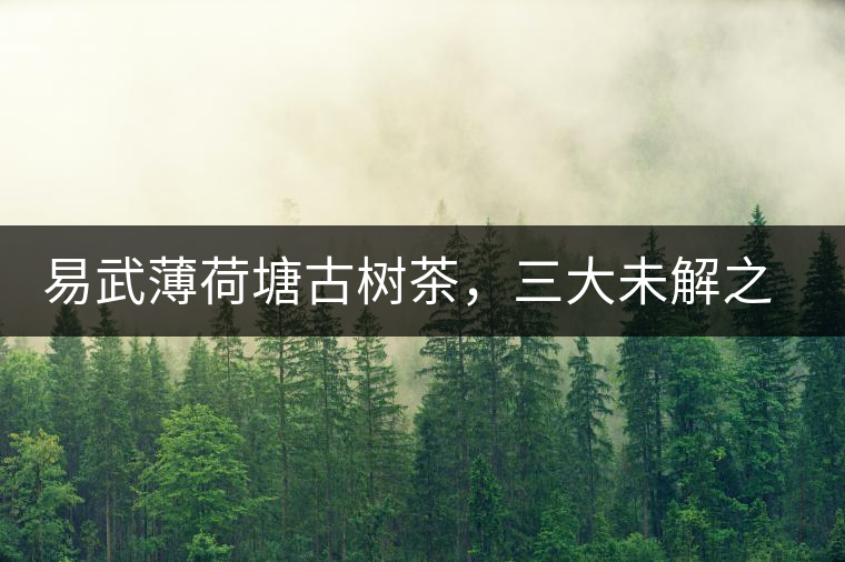 易武薄荷塘古樹茶，三大未解之謎
