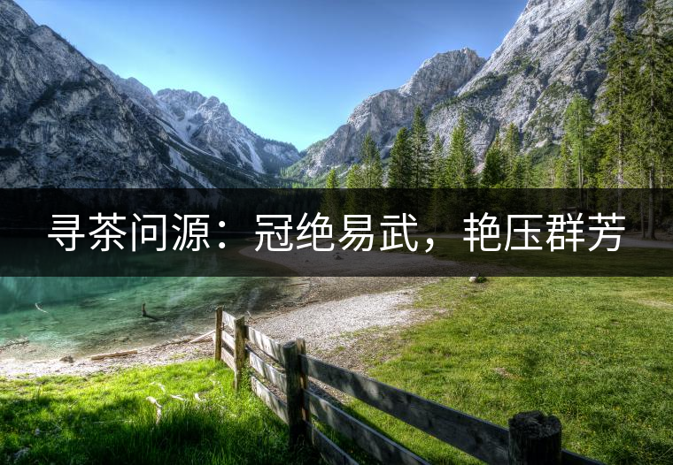 尋茶問源：冠絕易武，艷壓群芳