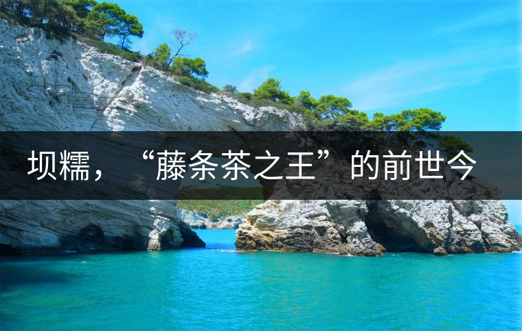 壩糯，“藤條茶之王”的前世今生