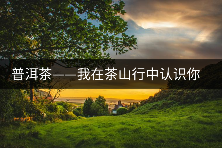 普洱茶——我在茶山行中認(rèn)識(shí)你之景邁