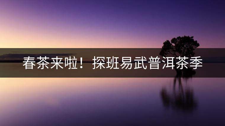 春茶來(lái)啦！探班易武普洱茶季