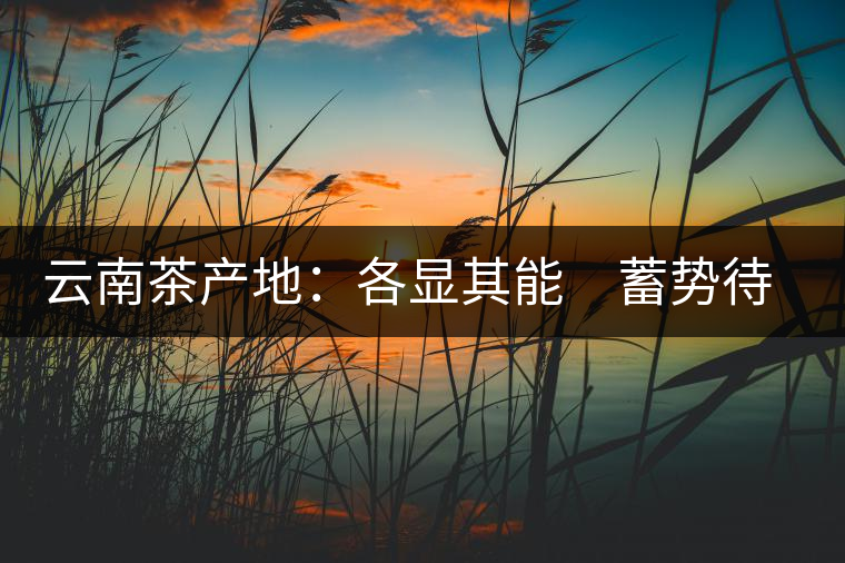 云南茶產(chǎn)地：各顯其能　蓄勢待發(fā)