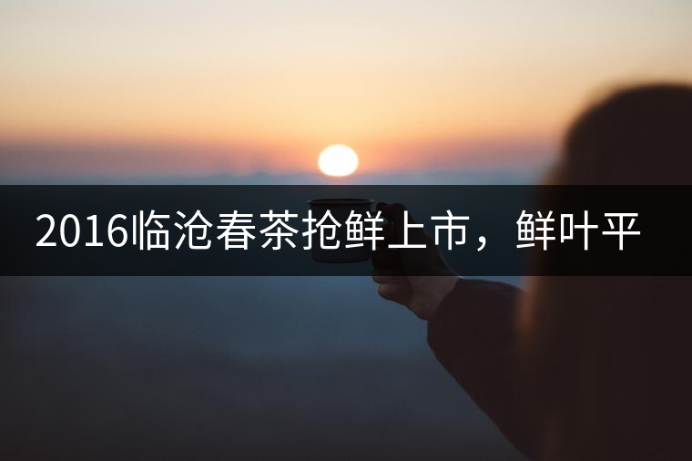 2016臨滄春茶搶鮮上市，鮮葉平均價同比去年減幅6.3%