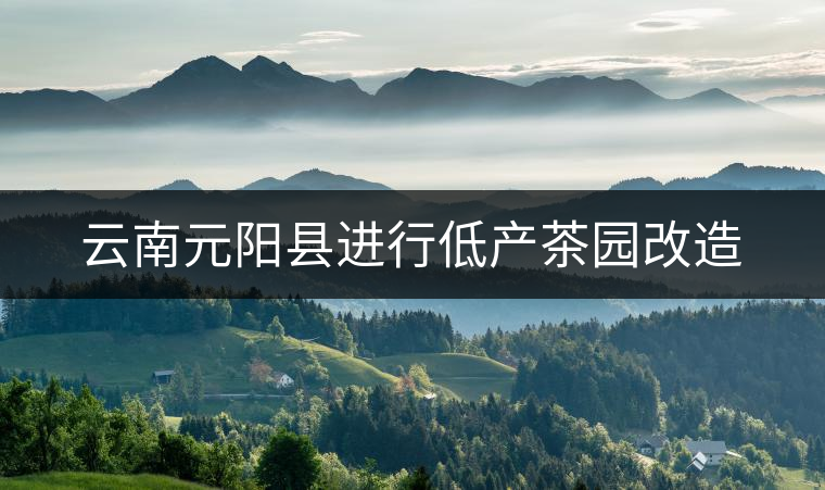 云南元陽縣進(jìn)行低產(chǎn)茶園改造
