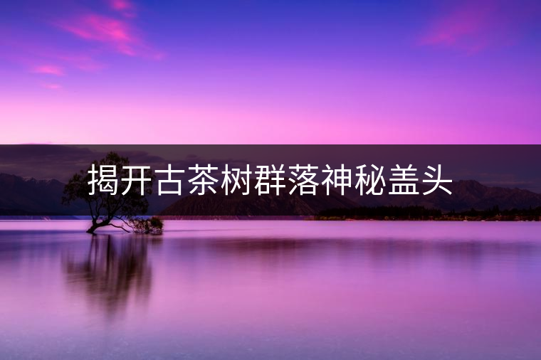 揭開(kāi)古茶樹(shù)群落神秘蓋頭