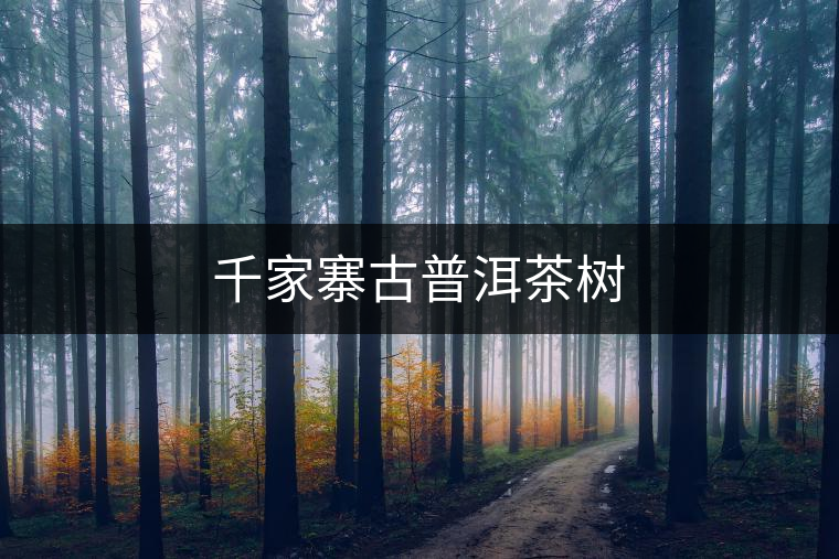 千家寨古普洱茶樹(shù) 千家寨古普洱茶樹(shù)