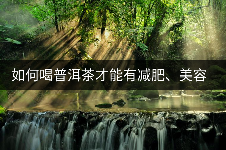 如何喝普洱茶才能有減肥、美容、抗癌之功效